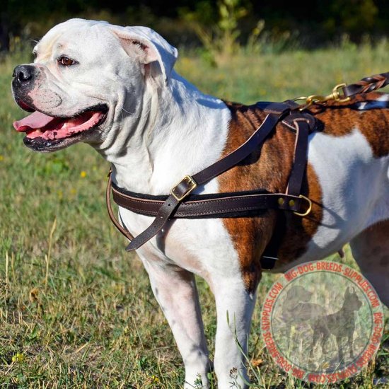 Buy Adjustable Leather American Bulldog Harness for Pulling Tracking