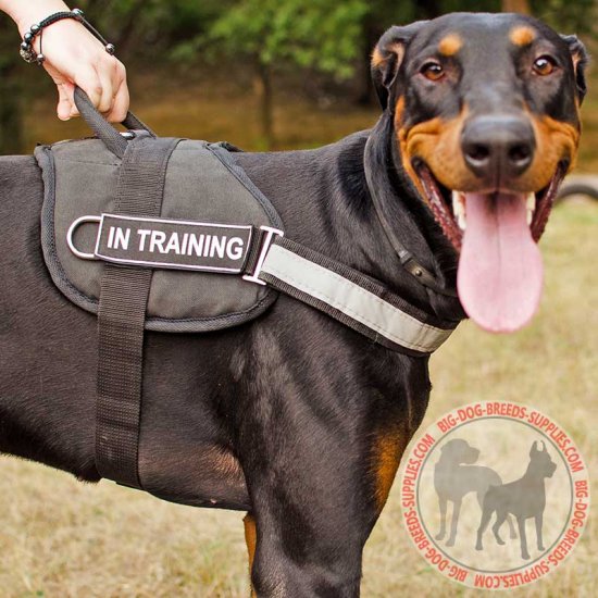 doberman puppy belt