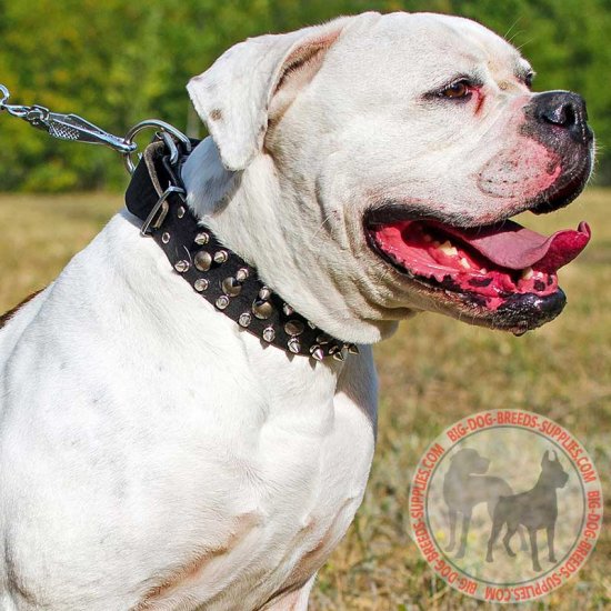 Get Leather American Bulldog Collar with Spikes and Studs for Walking