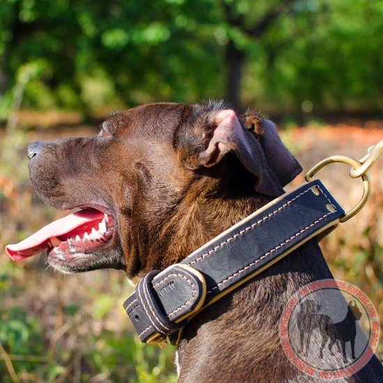 Padded Leather Dog Collar | Pitbull Breed | Daily Walking