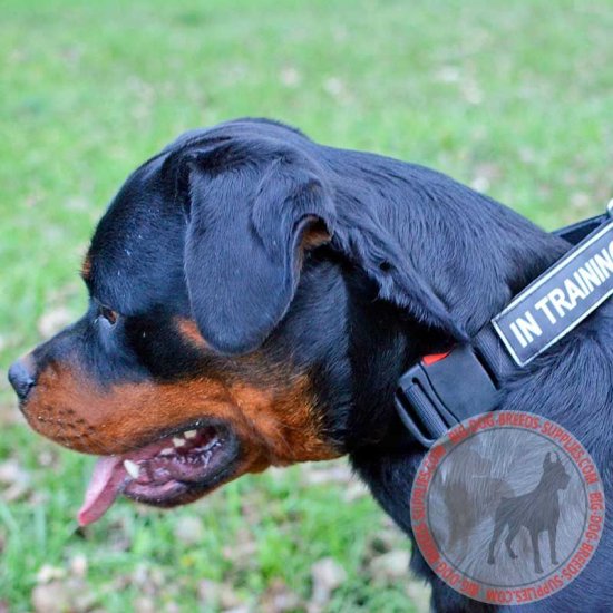 lightweight dog collars