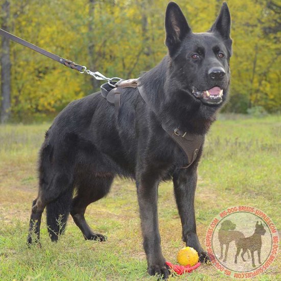 Adjustable Leather Dog Harness | German Shepherd Breed