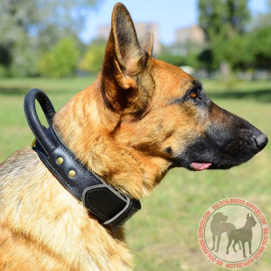 Dog Collar | German Shepherd Breed 