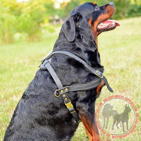 rottweiler chest belt