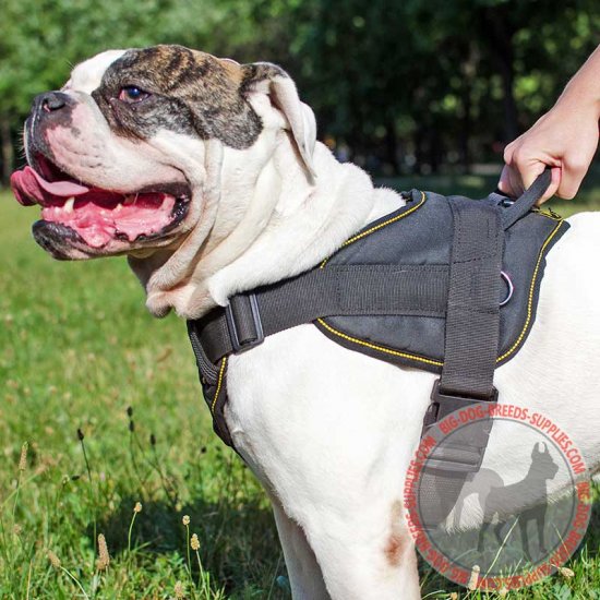 Buy Nylon American Bulldog Harness with Handle for Tracking Pulling