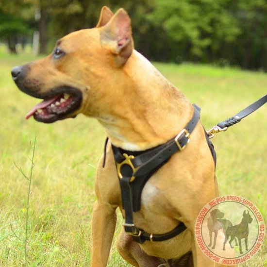 are pitbulls good tracking dogs