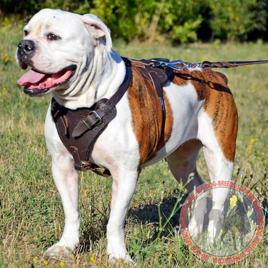 Buy Padded Leather Harness for American Bulldog Protection Training