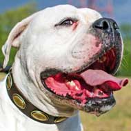 Leather American Bulldog Collar with Brass Oval Plates for Walking and Training  Leather American Bulldog Collar with Brass Oval Plates for Walking and Training