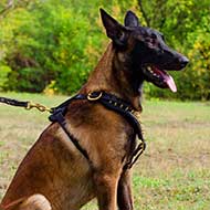 Malinois Designer Leather Harness Decorated with Brass Studs [H9B##1073  Brass Spiked Leather Dog Harness] - $153.99 : Best quality dog supplies at  crazy reasonable prices - harnesses, leashes, collars, muzzles and dog  training equipment