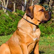 SAR Lightweight Nylon Cane Corso 【Harness】 for Working Dogs : Cane Corso dog  harness, Cane Corso dog muzzle, Cane Corso dog collar, Dog leash