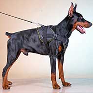 Rolling Feeder' Doberman Dog Rubber 【Toy】 Treat Dispenser - Large Size :  Doberman Breed: Dog Harness, Doberman Muzzle, Dog Collars