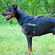 Best dog 2024 harness for doberman