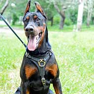 Leather Doberman Harness for Tracking and Walking  Leather Doberman Harness for Tracking and Walking