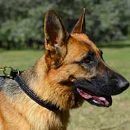 Slip collar for german hot sale shepherd