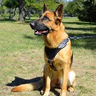 Adjustable Leather German Shepherd Harness for Training  Adjustable Leather German Shepherd Harness for Training