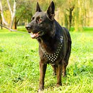 Walking Leather German Shepherd Harness with Nickel Spikes  Walking Leather German Shepherd Harness with Nickel Spikes