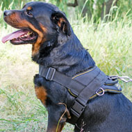 Braided Leather Dog 【Leash】 4 foot-Braided Lead Rottweiler : Rottweiler  Breed: Dog Harnesses, Muzzles, Collars, Leashes, Bite Sleeves, Training  Equipment