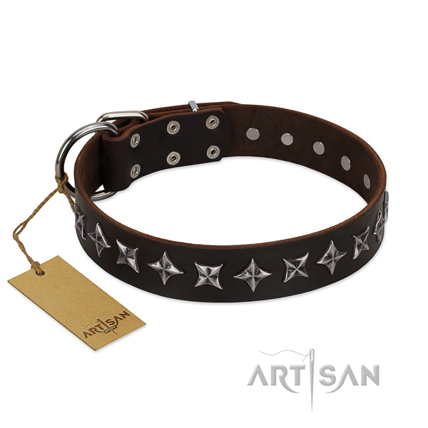 Daily walking dog collar of quality natural leather with studs