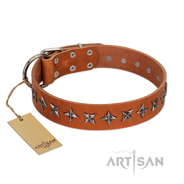 Everyday walking dog collar of quality full grain leather with studs