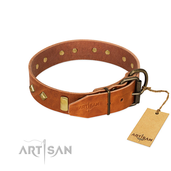 Walking full grain genuine leather dog collar with trendy adornments