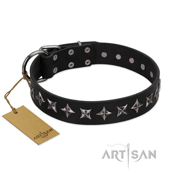 Daily walking dog collar of top notch natural leather with embellishments
