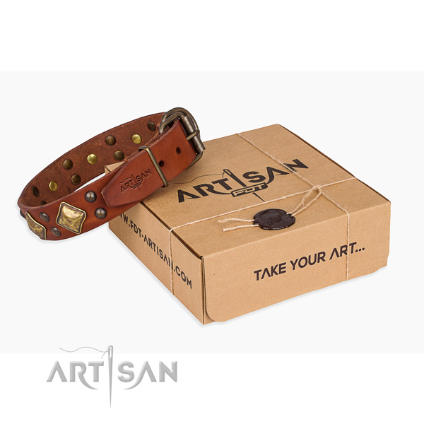 Basic training dog collar with Incredible rust resistant embellishments