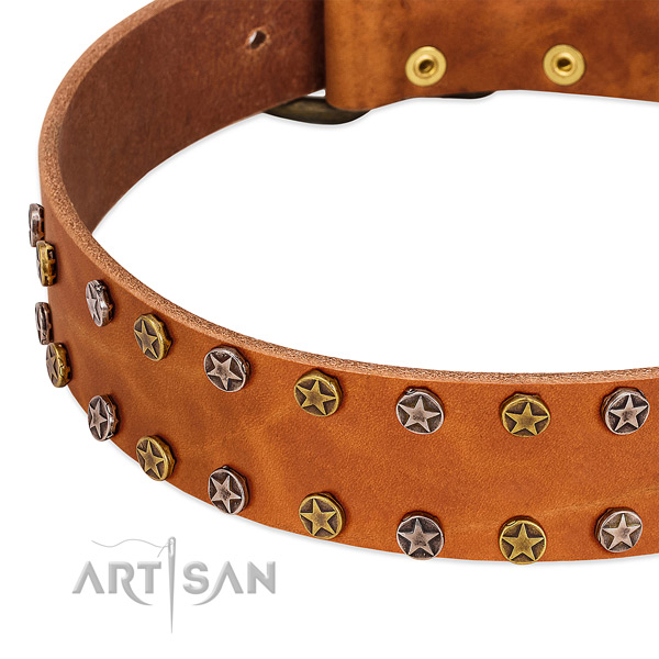 Daily walking full grain leather dog collar with significant adornments