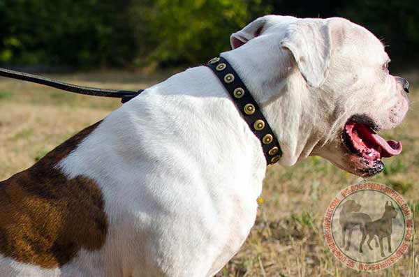 Leather Collar for American Bulldog Effective Training