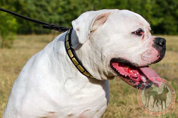 Leather American Bulldog Collar for Convenient Walking