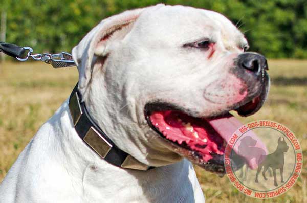 Leather American Bulldog Collar with Nickel Plates