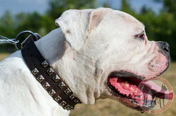 Collar for American Bulldog with studs 
