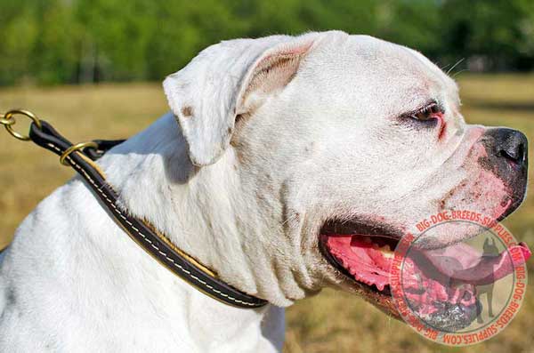 Nappa Padded Leather Choke Collar for American Bulldog