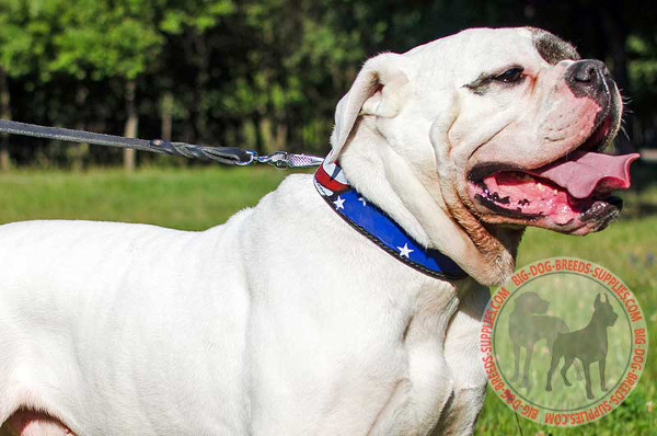 Strong Genuine Leather Equipment for American Bulldog