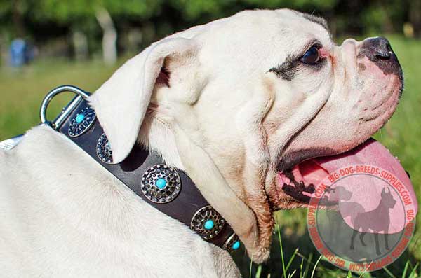 Leather American Bulldog Collar with Blue Stones