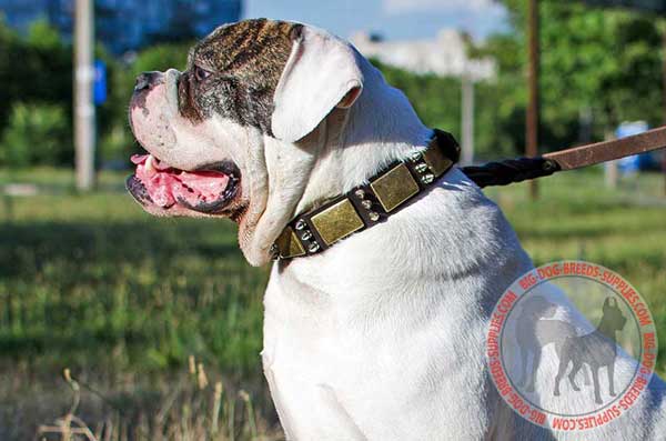 American Bulldog Walking Gear