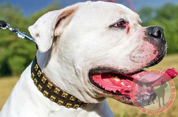 Daily Collar for American Bulldog