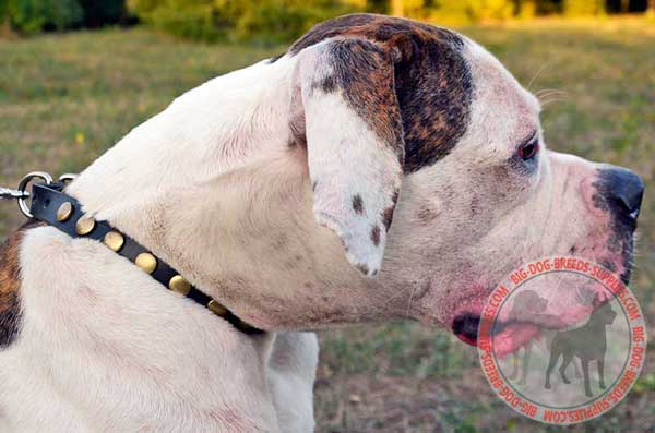 Decorated with Coin Studs American Bulldog Collar