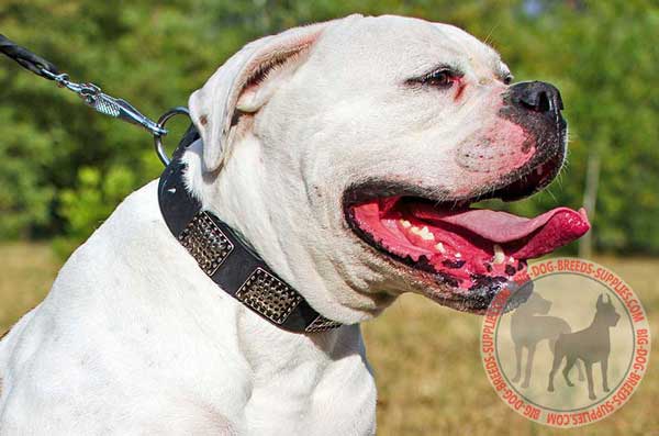 Leather American Bulldog Collar with Plates