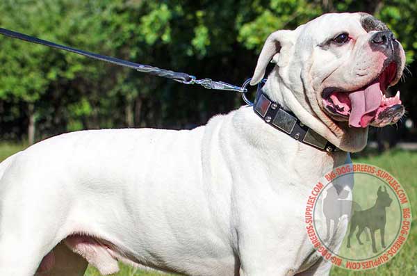 Fashion Equipment for American Bulldog