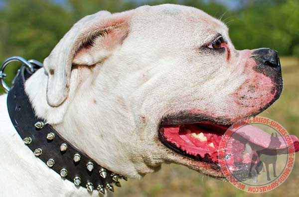 Spiked Leather Collar for American Bulldog