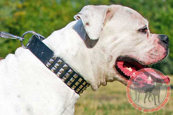 Studded Leather Collar for American Bulldog