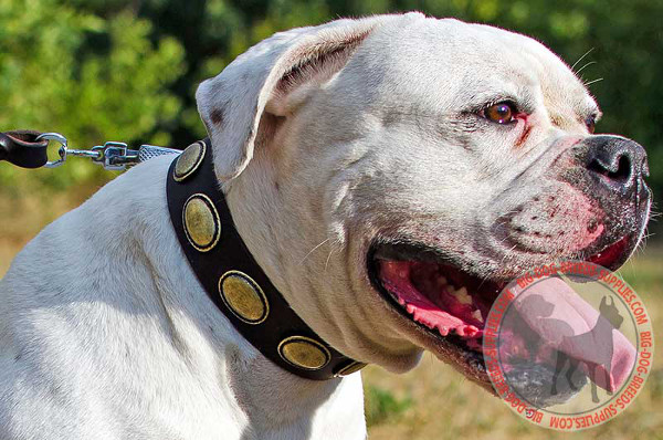 Leather Collar for American Bulldog Stylish Walks