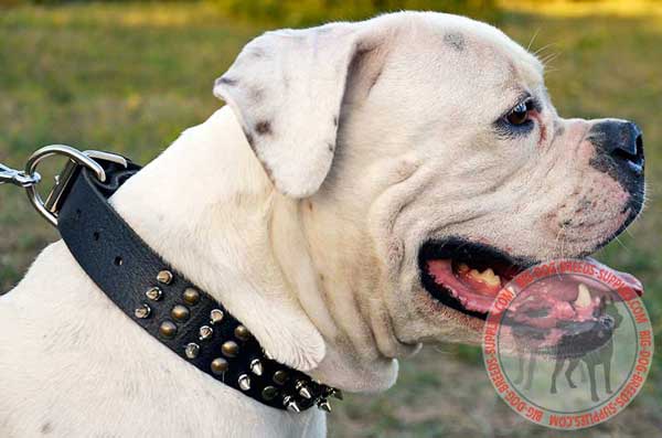 Spiked and Studded Collar for American Bulldogs