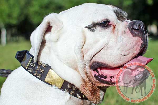 Decorated Equipment for American Bulldog