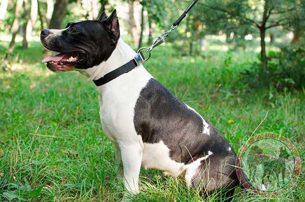Amstaff Nylon Collar with Easily Adjustable Quick Release Buckle
