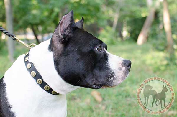 Leather Collar for Amstaff with Circles