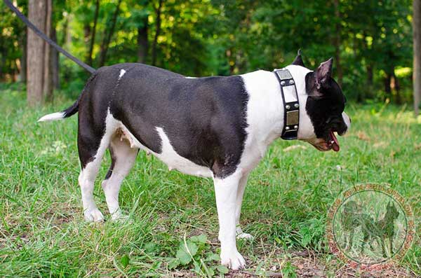 Decorated Amstaff collar for proud walking