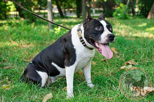 Amstaff collar of leather soft and gentle