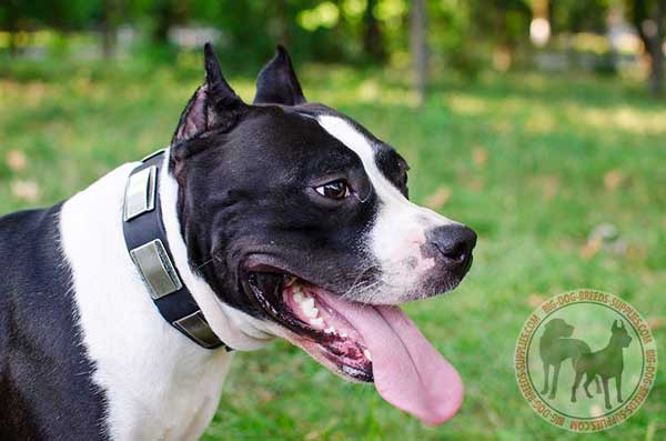 Amstaff collar of natural and dog-friendly materials