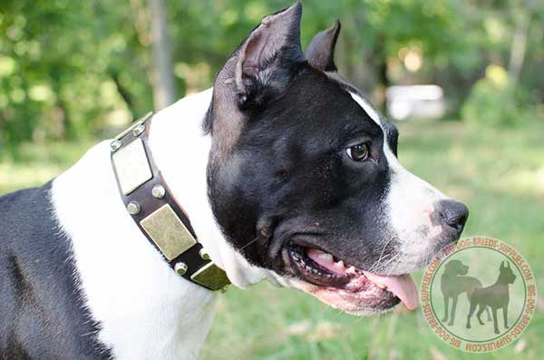 Amstaff collar with hand-set decoration